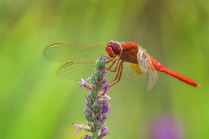 Insects banner