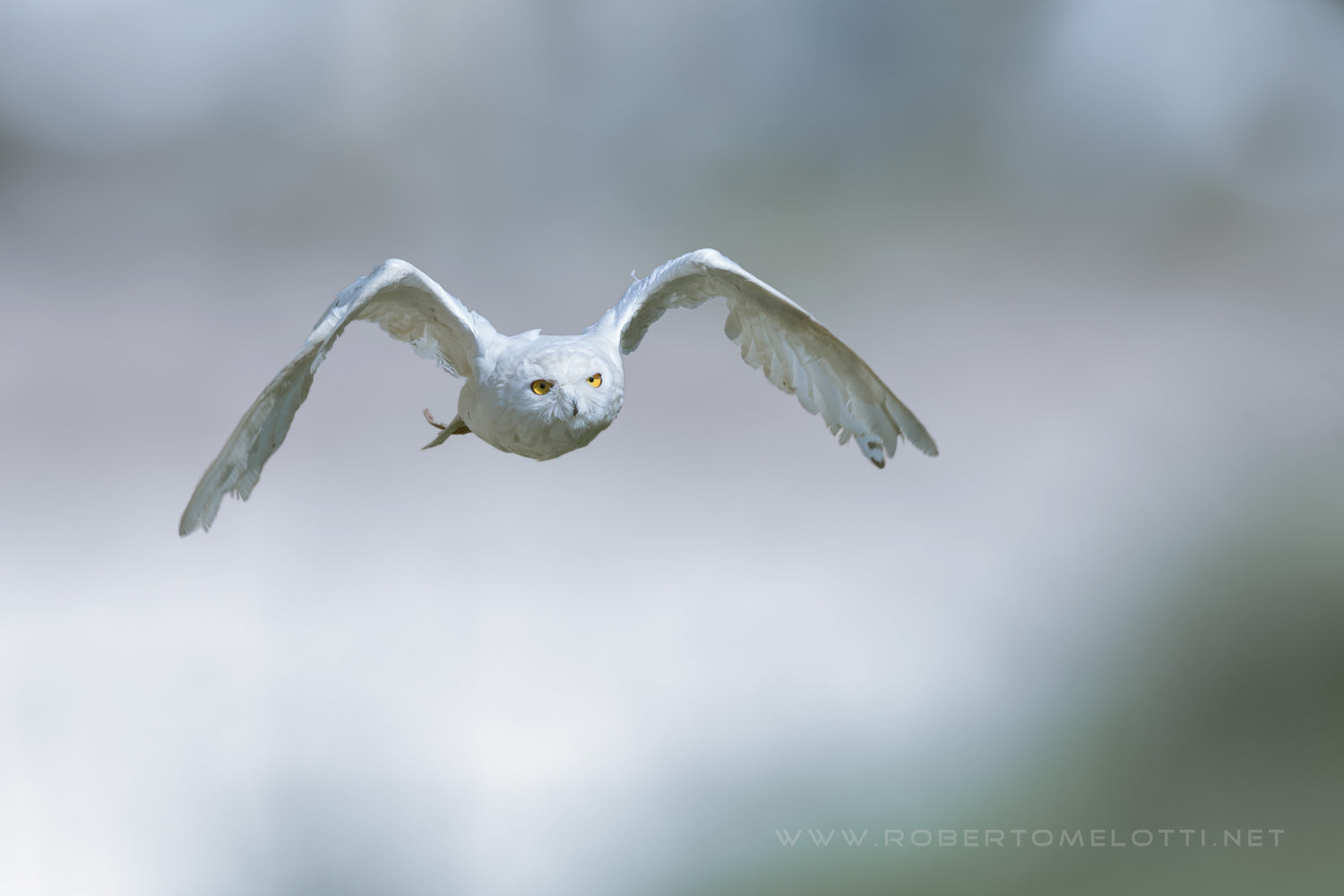 Snowy owl - Polar owl - White owl - Arctic owl - Bubo scandiacus - Gufo delle nevi - Civetta delle nevi - Barbagianni reale
