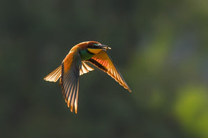 Bee-eaters, Kingfishers, Rollers banner