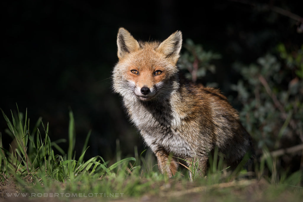 Red fox - Vulpes vulpes - Volpe rossa