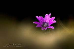 Broad-leaved anemone - Anemone hortensis - Anemone stellata - Fior di stella