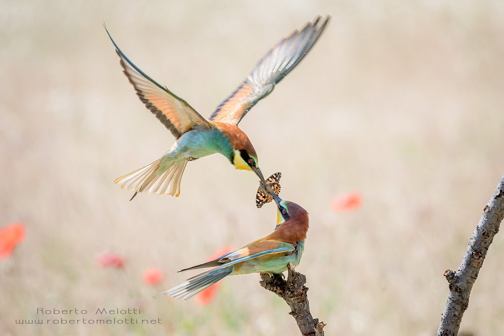 European bee-eaters - Merops apiaster - Gruccioni