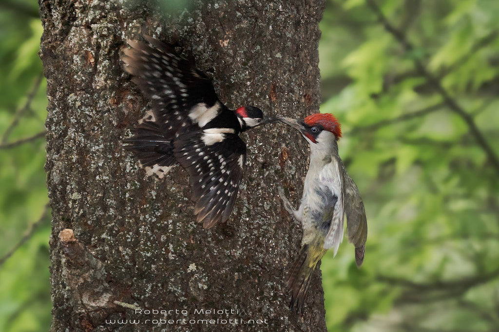 Great spotted woodpecker - Dendrocopos major - European green woodpecker - Picus viridis - Picchio rosso maggiore - Picchio verde
