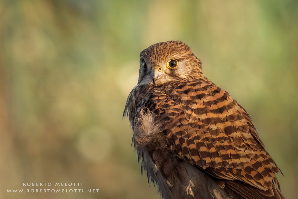 Kestrel - Falco tinnunculus - Gheppio comune
