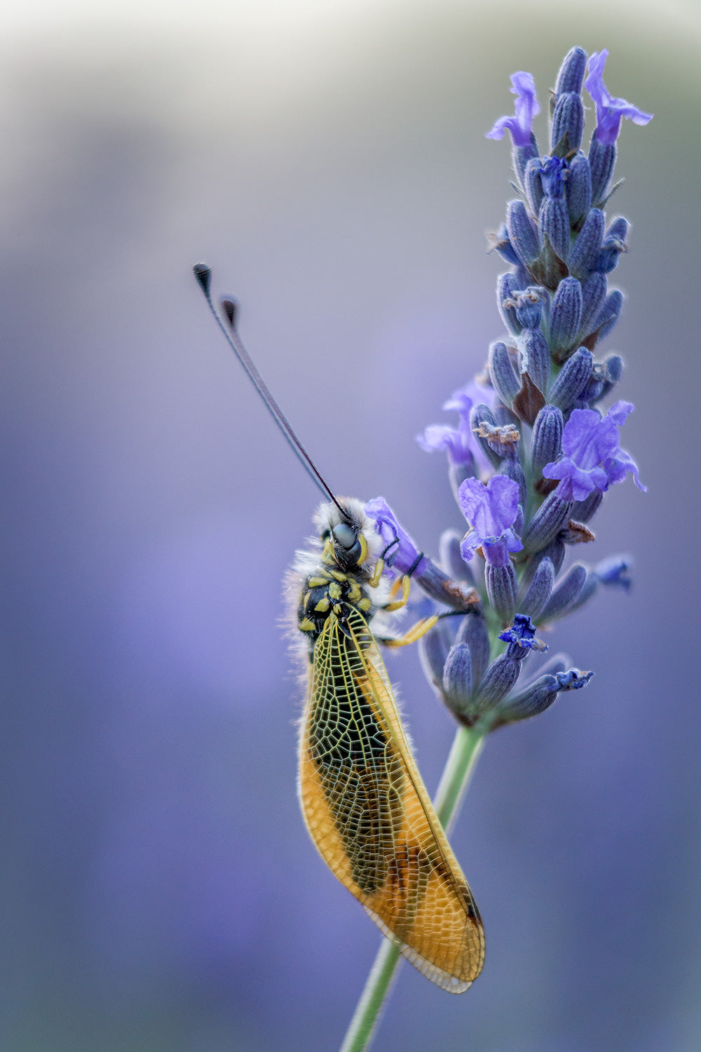 Libelloides on lavender flower
