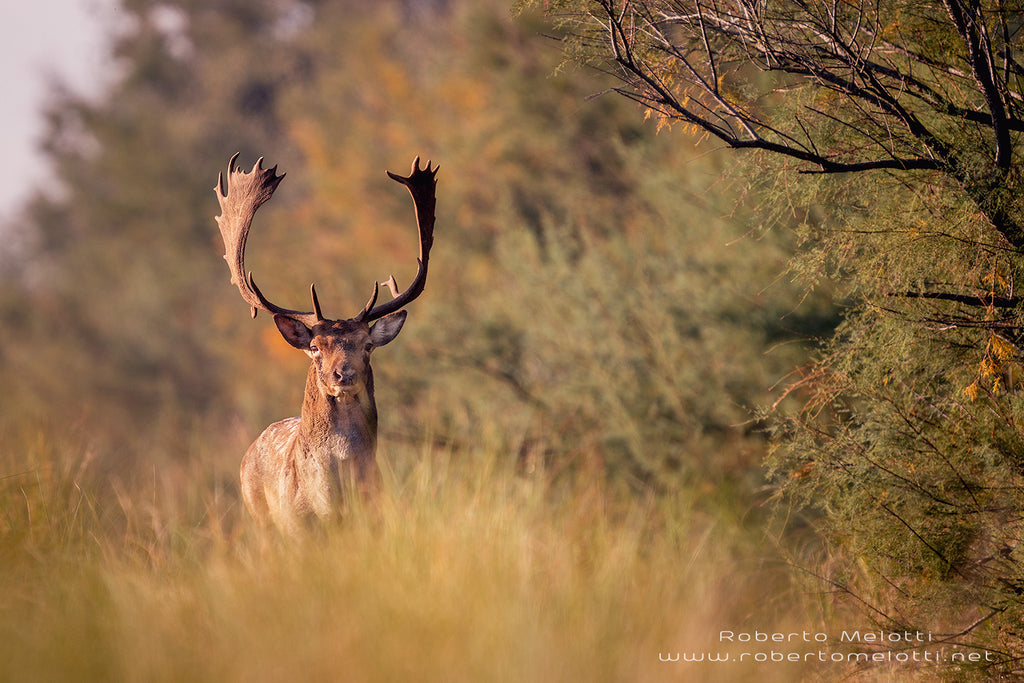  Male European fallow deer - Common fallow deer - Dama dama, Daino maschio