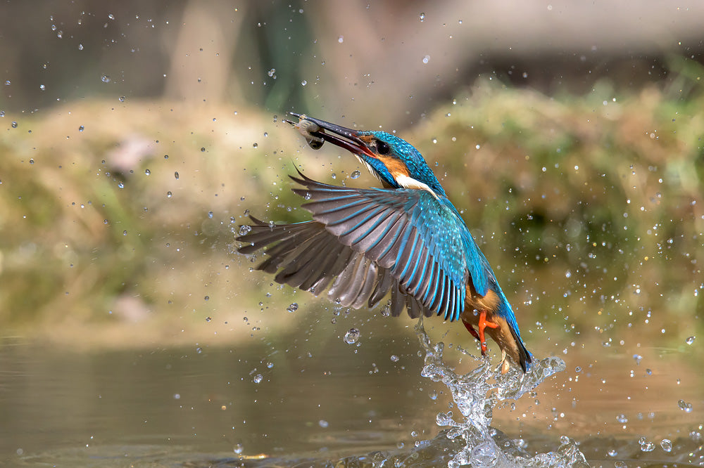 Common kingfisher - Alcedo-atthis - Eurasian kingfisher - River kingfisher - Martin-pescatore comune - Martin pescatore europeo - Alcione