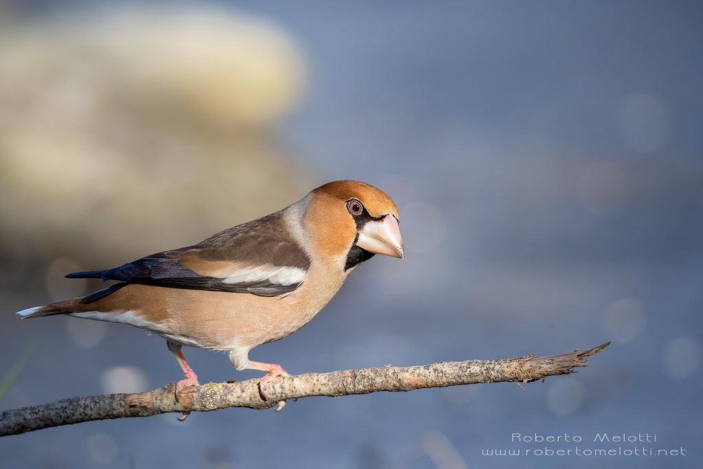 Male Hawfinch - Coccothraustes coccothraustes - Frosone comune