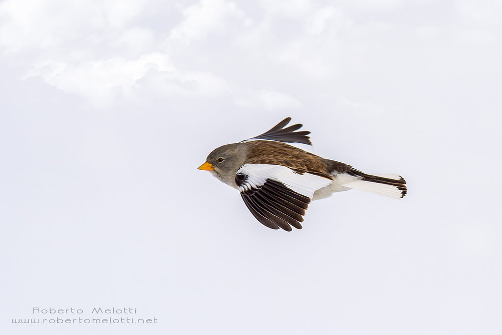 White-winged snowfinch - Montifringilla nivalis - Fringuello alpino - Fringuello delle nevi eurasiatico